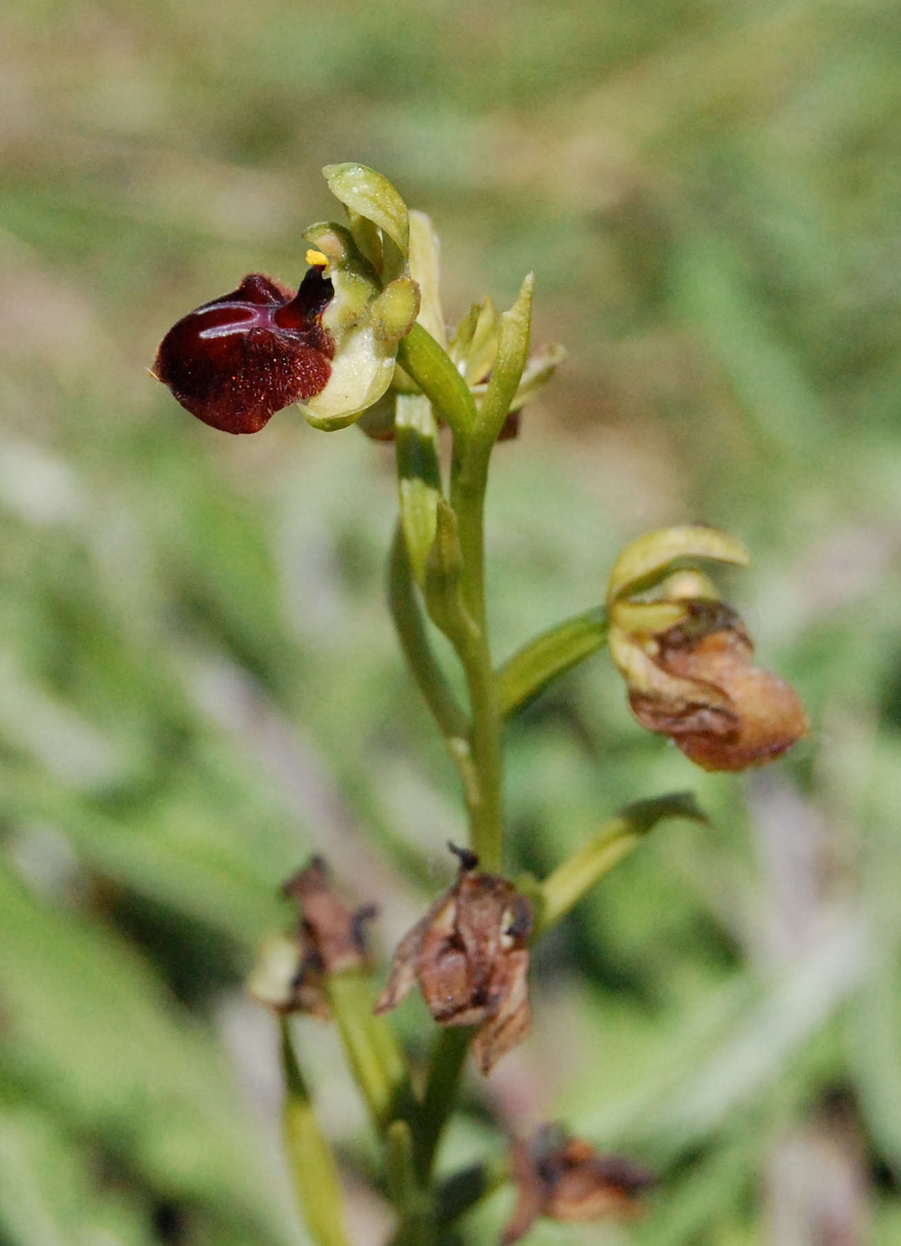 Early Spider Orchid