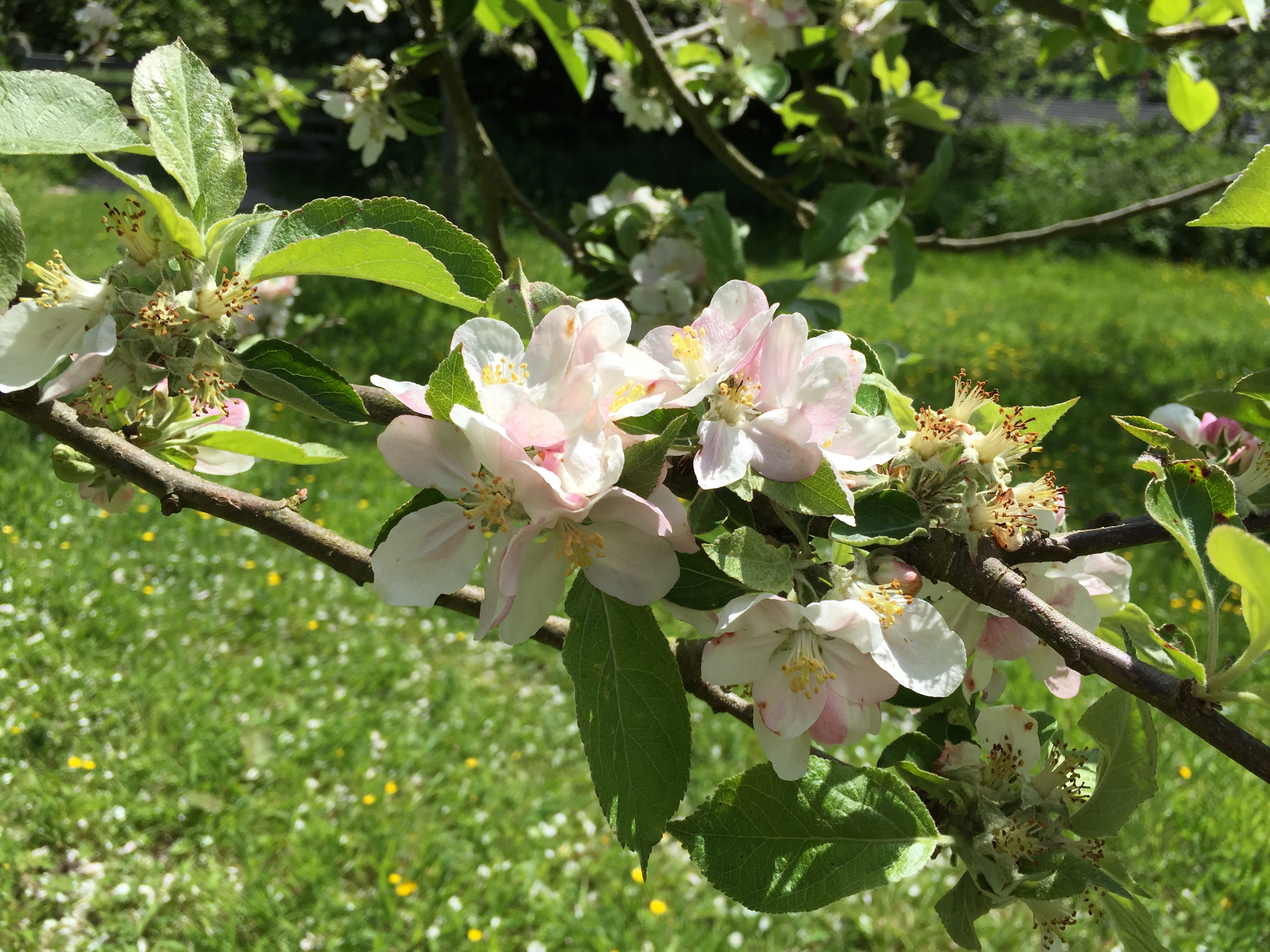 Elms Orchard Apple Blossom