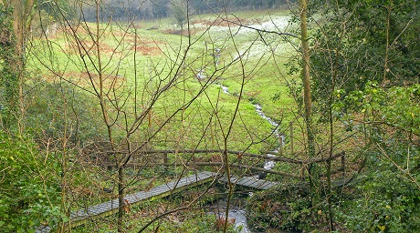 Boardwalk Fern Valley