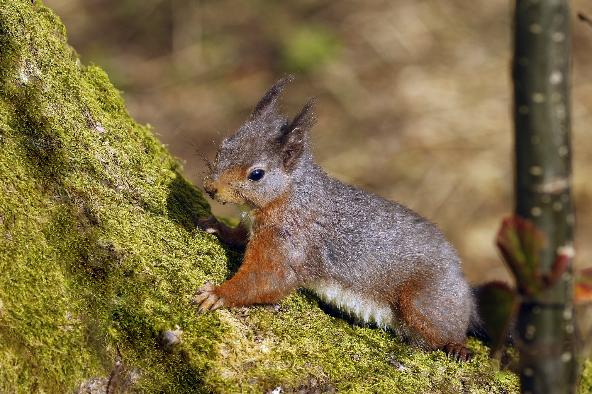 Squirrel Credit Susan Warrn (13)