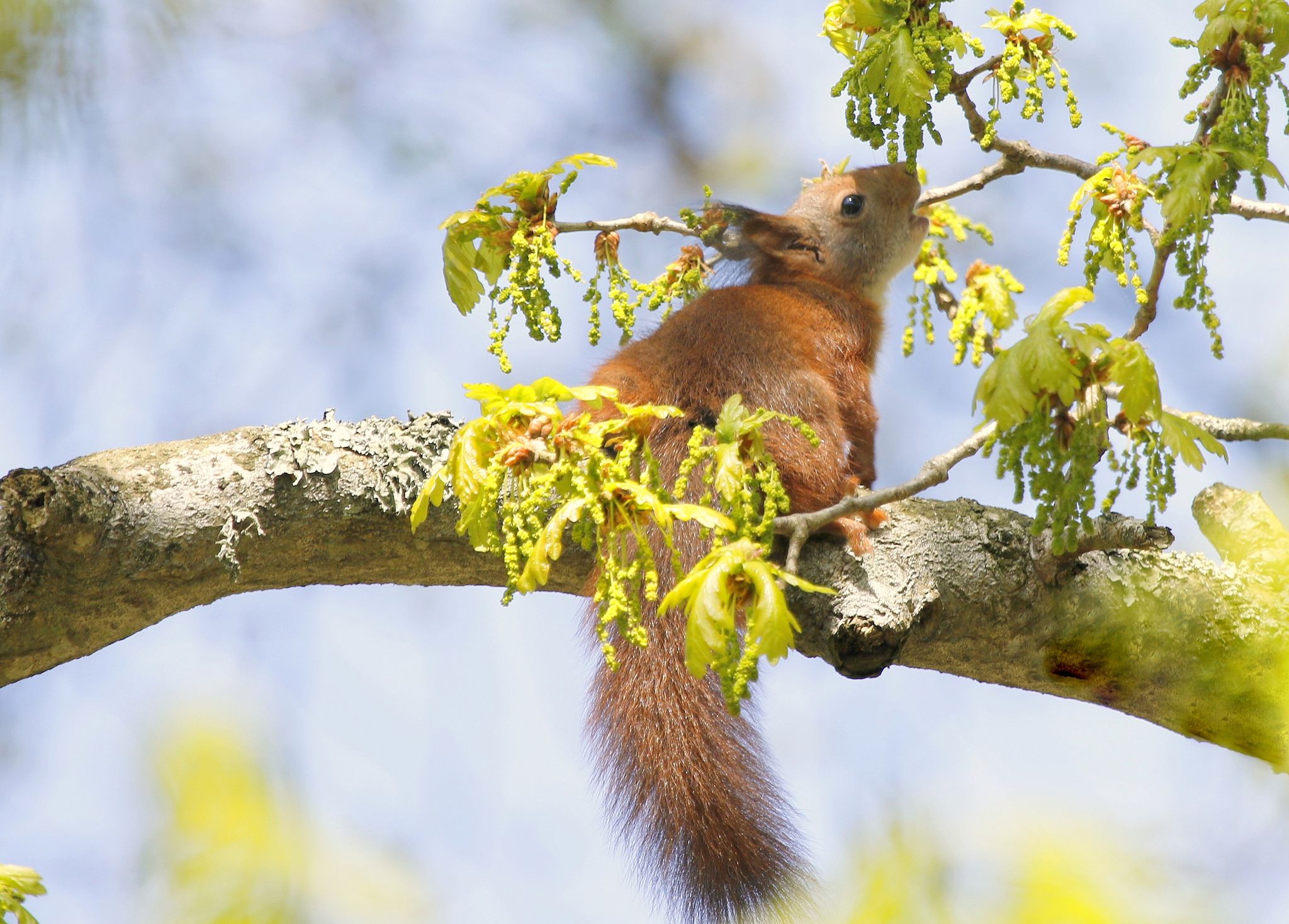 Squirrel Credit Susan Warrn (17)