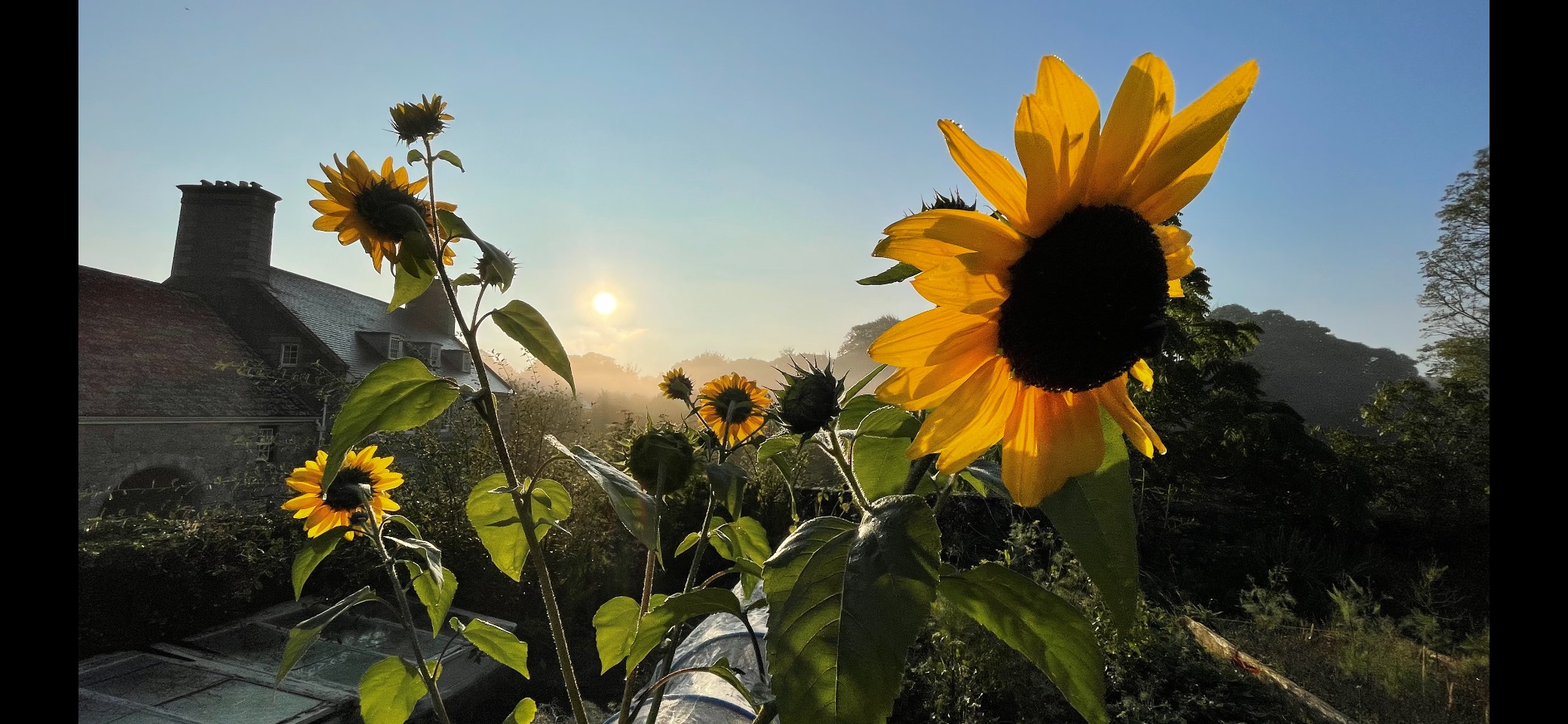 Elms Sunflowers