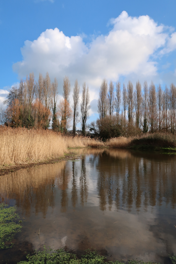 Grouville Marsh (Tori Orchard)