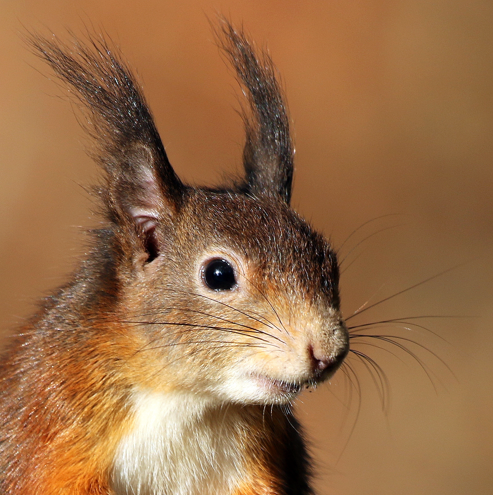 Squirrel Credit Susan Warrn (8)