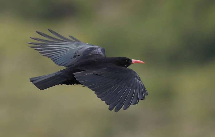 BOE Chough Flying