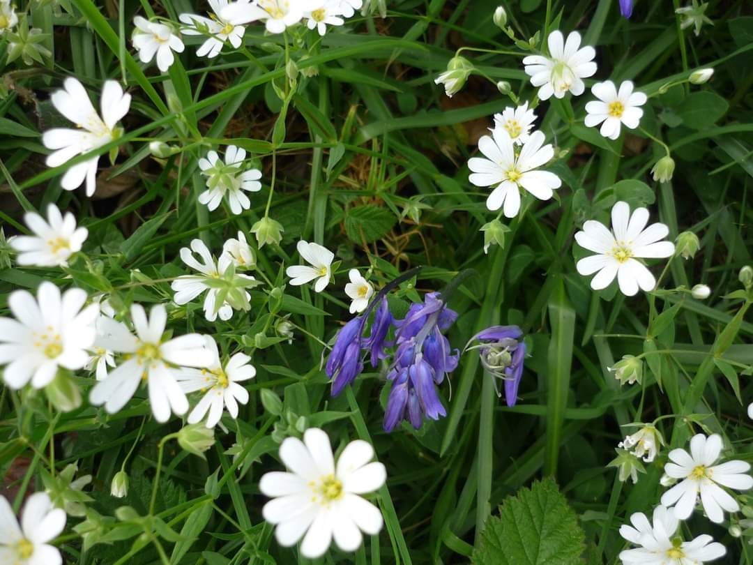 Spring flowers in white and purple