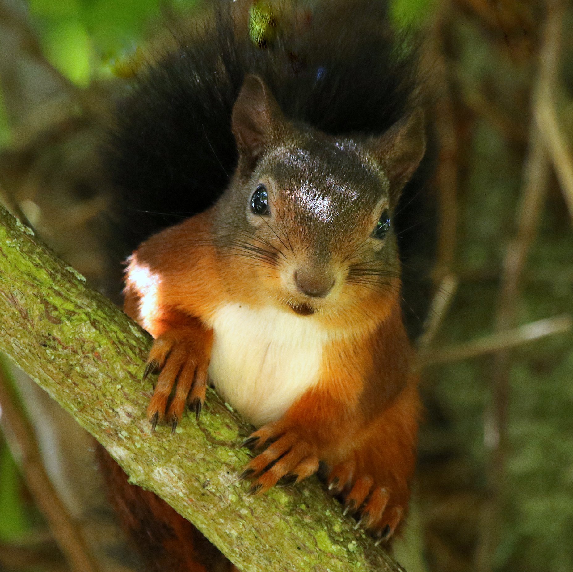 Squirrel Credit Susan Warrn (25)