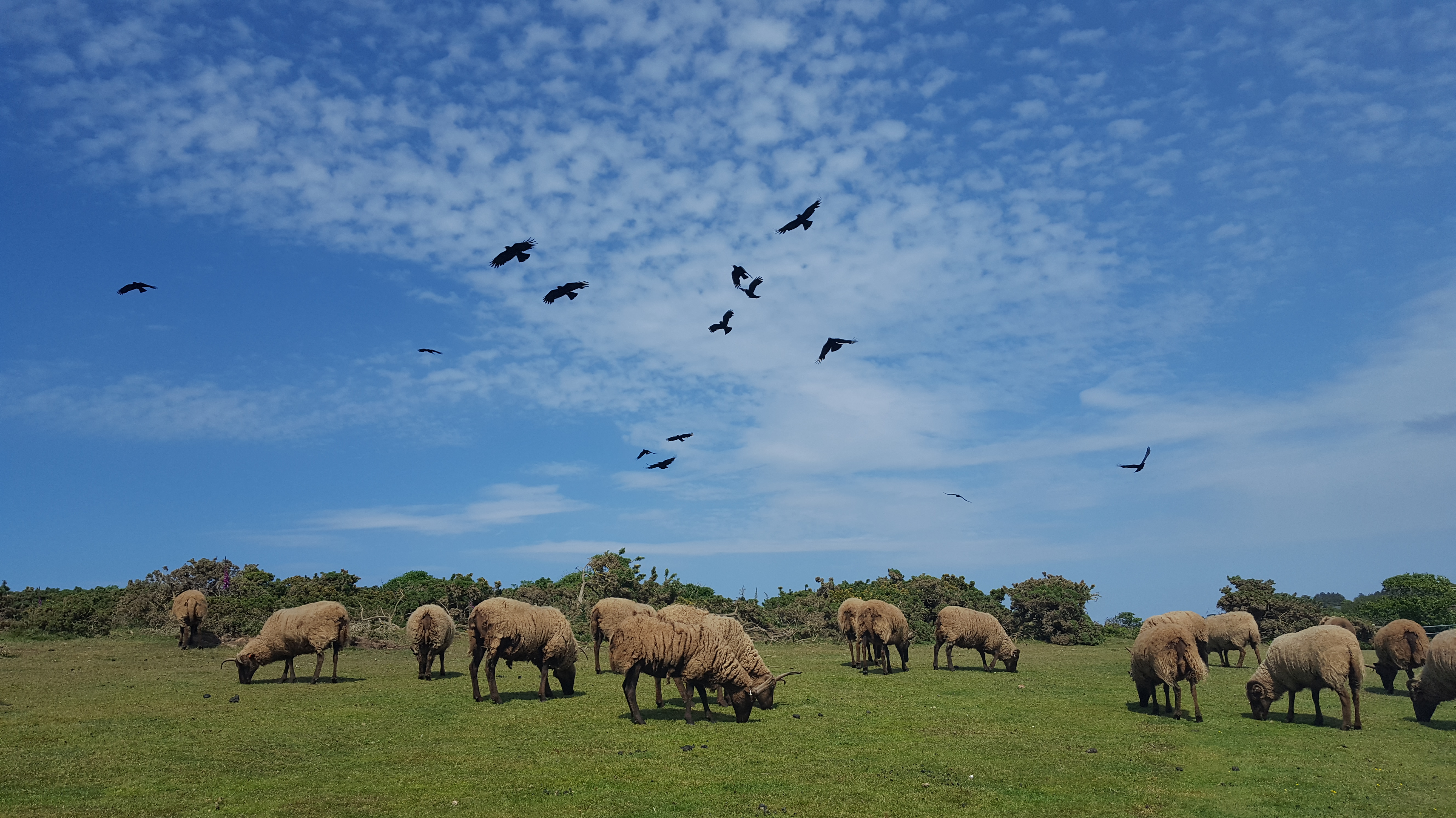 BOE Choughs Flying Above Sheep