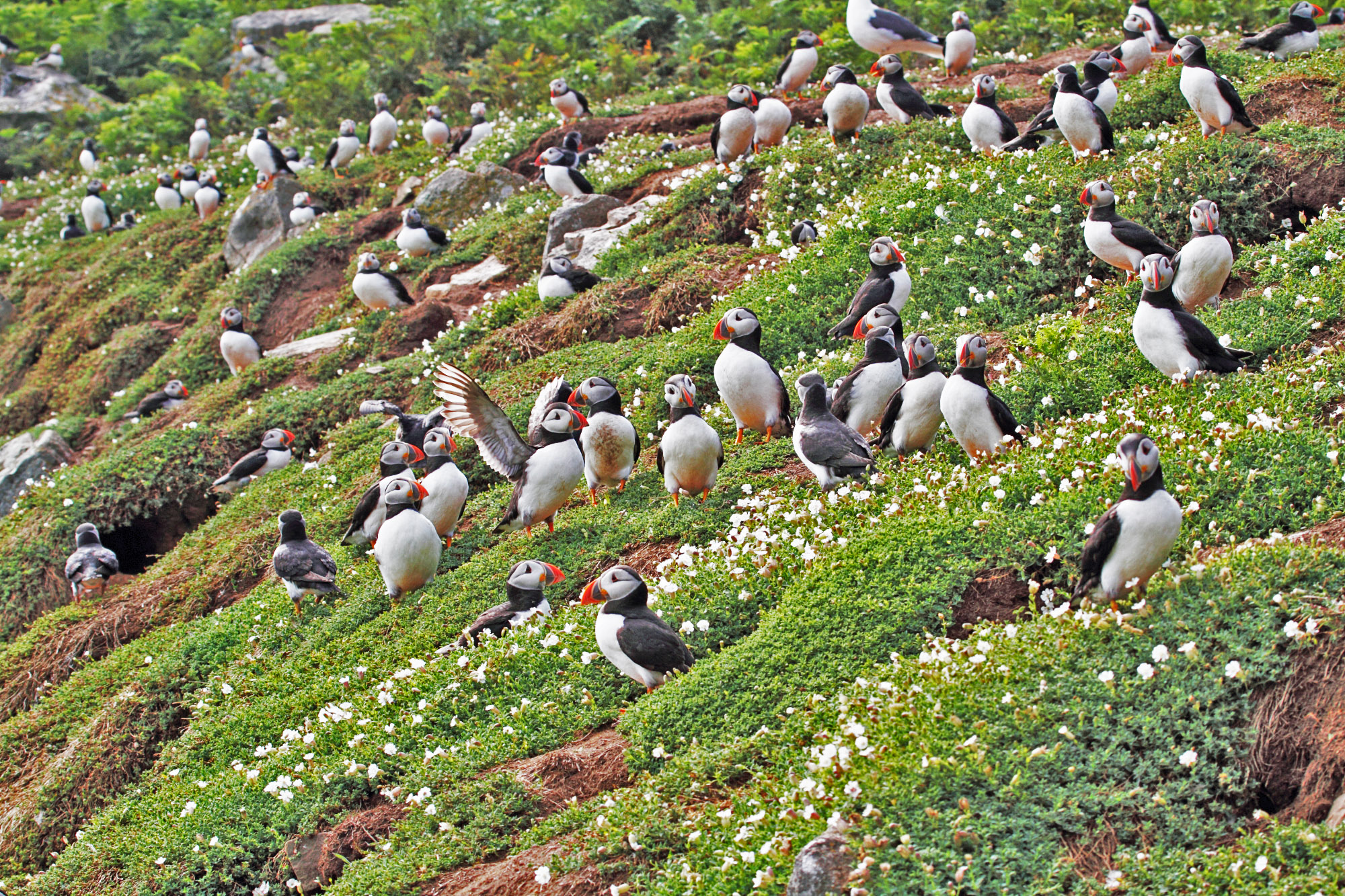 Skomer Puffins Adjusted