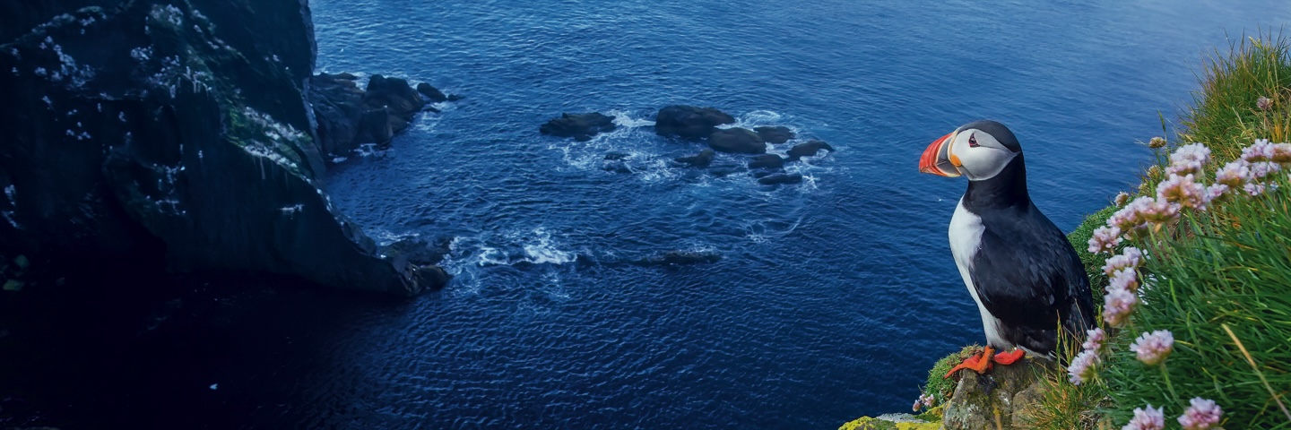 28962 Puffin Sculpture Interpretation Material A2 Panel 2 1 (1)