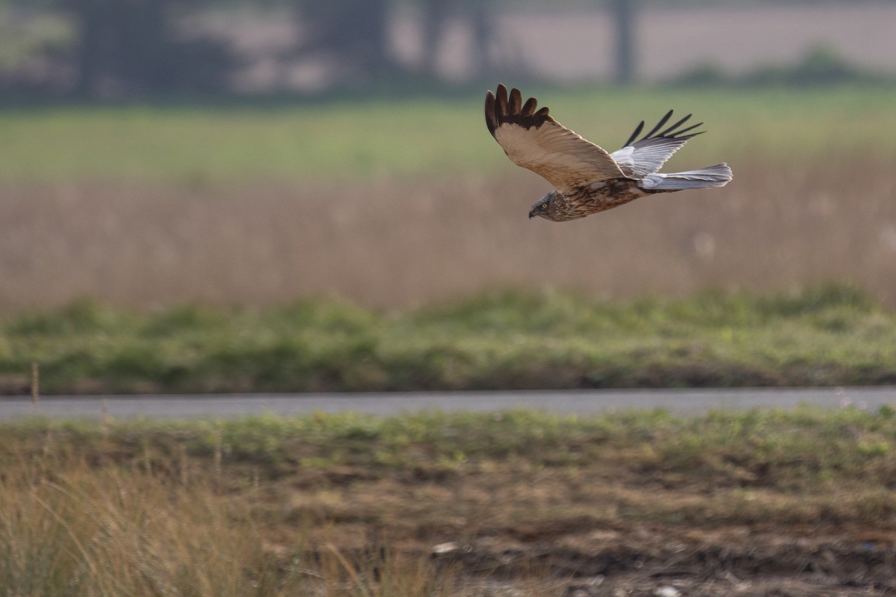 Male Marsh Harrier