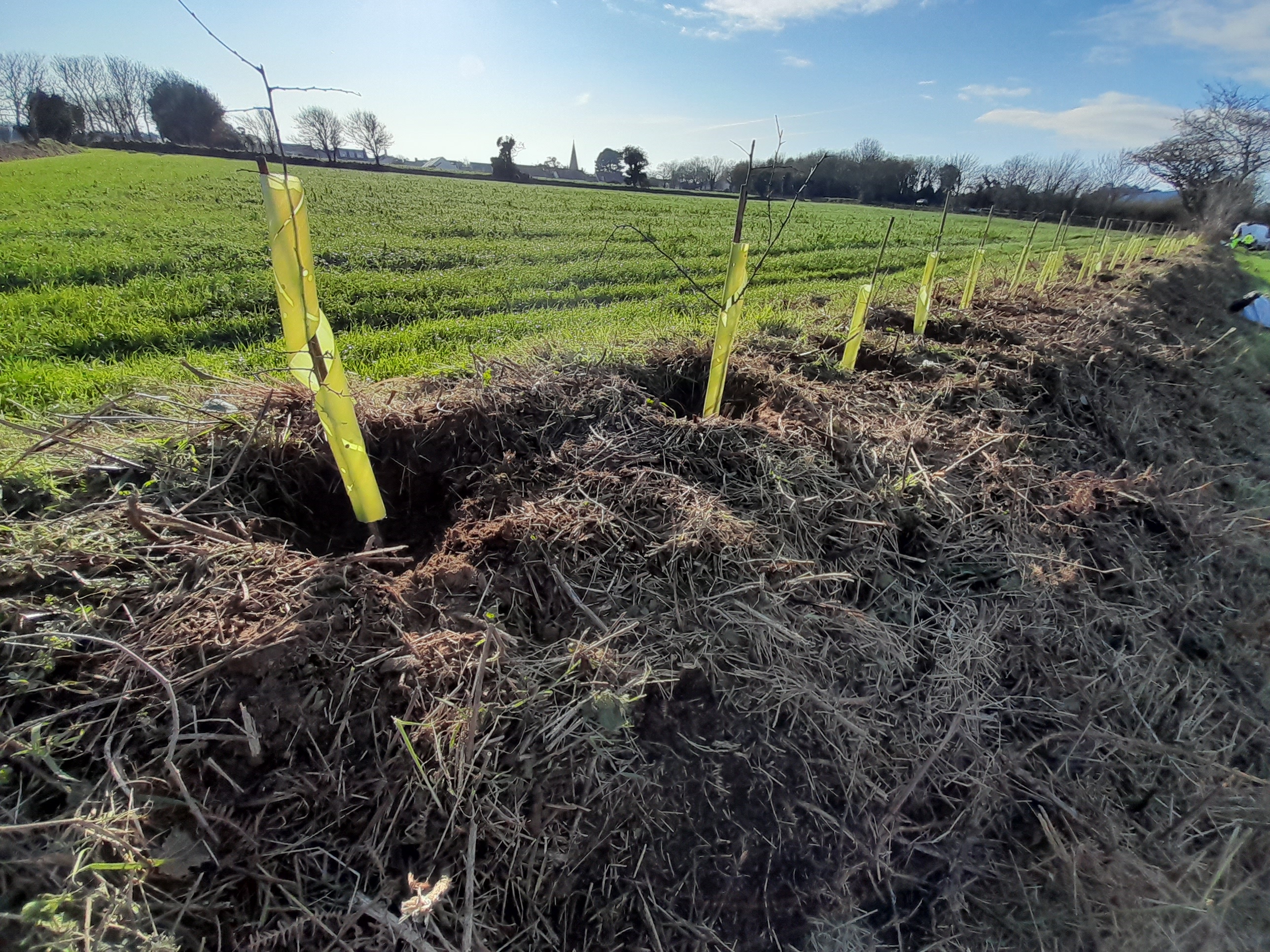 Planted Whips With St Johns Church In The Background