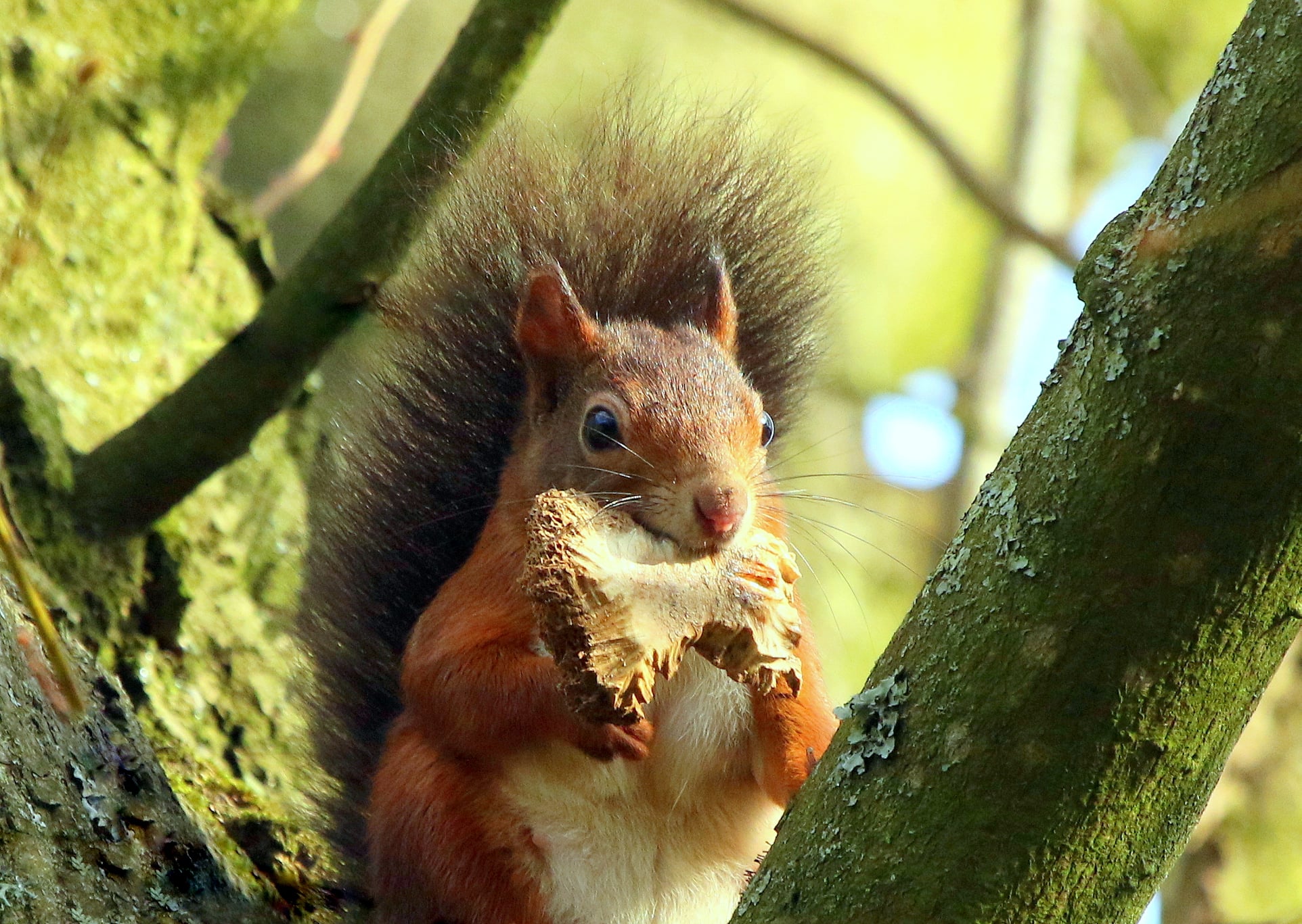 Squirrel Credit Susan Warrn (62)