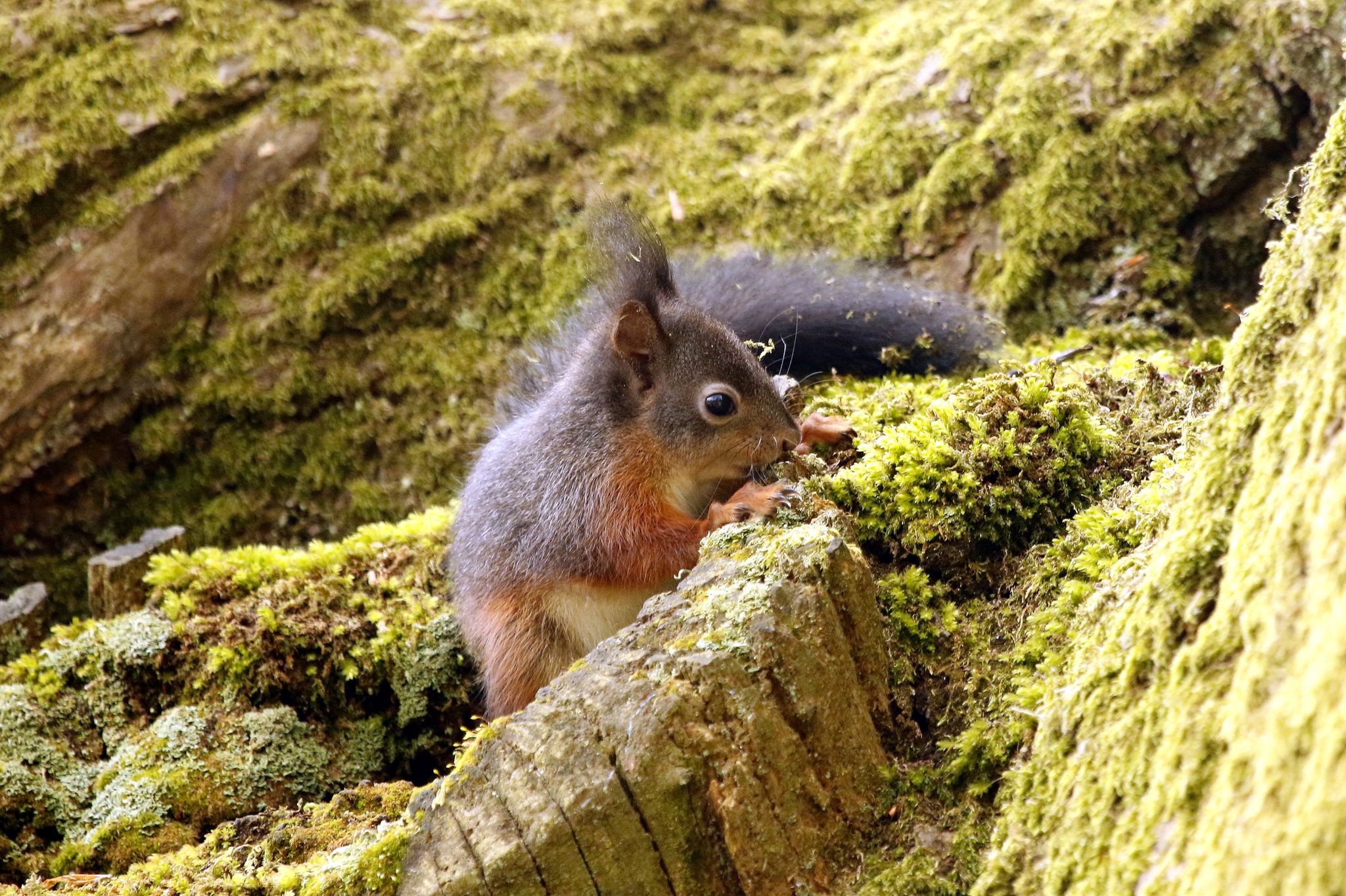 Squirrel Credit Susan Warrn (15)