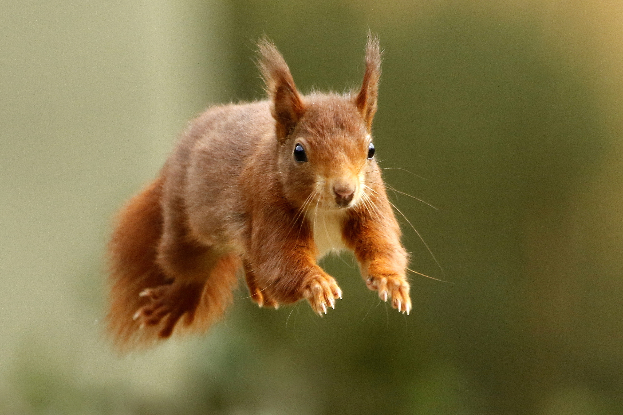 Squirrel Credit Susan Warrn (2)