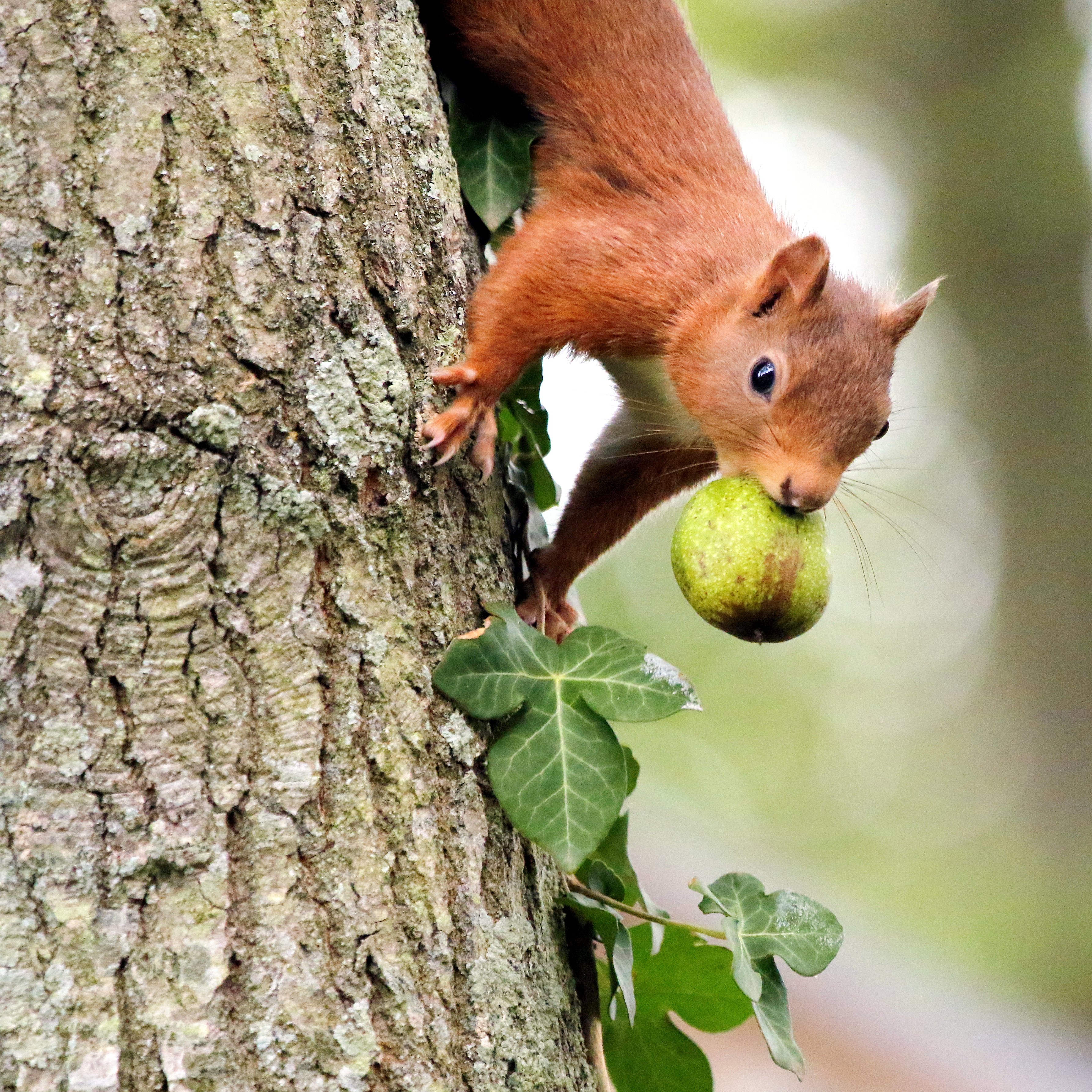 Squirrel Credit Susan Warrn (3)