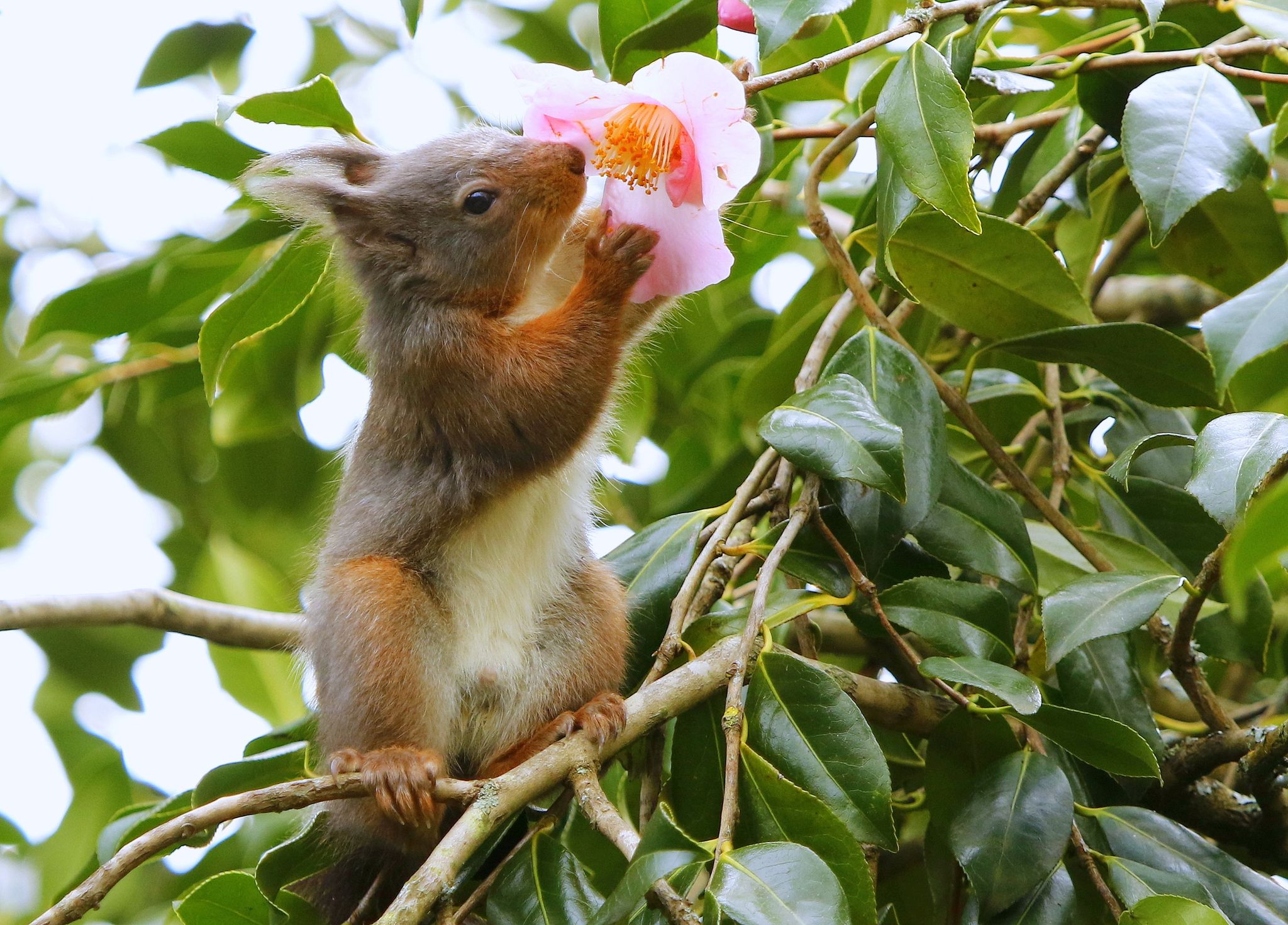 Squirrel Credit Susan Warrn (10)