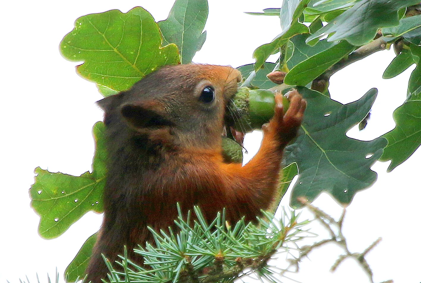 Squirrel Credit Susan Warrn (21)