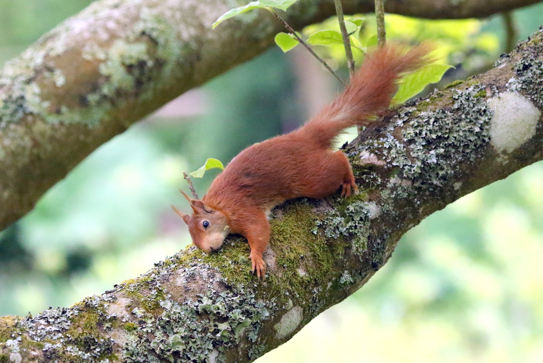 Squirrel Credit Susan Warrn (40)