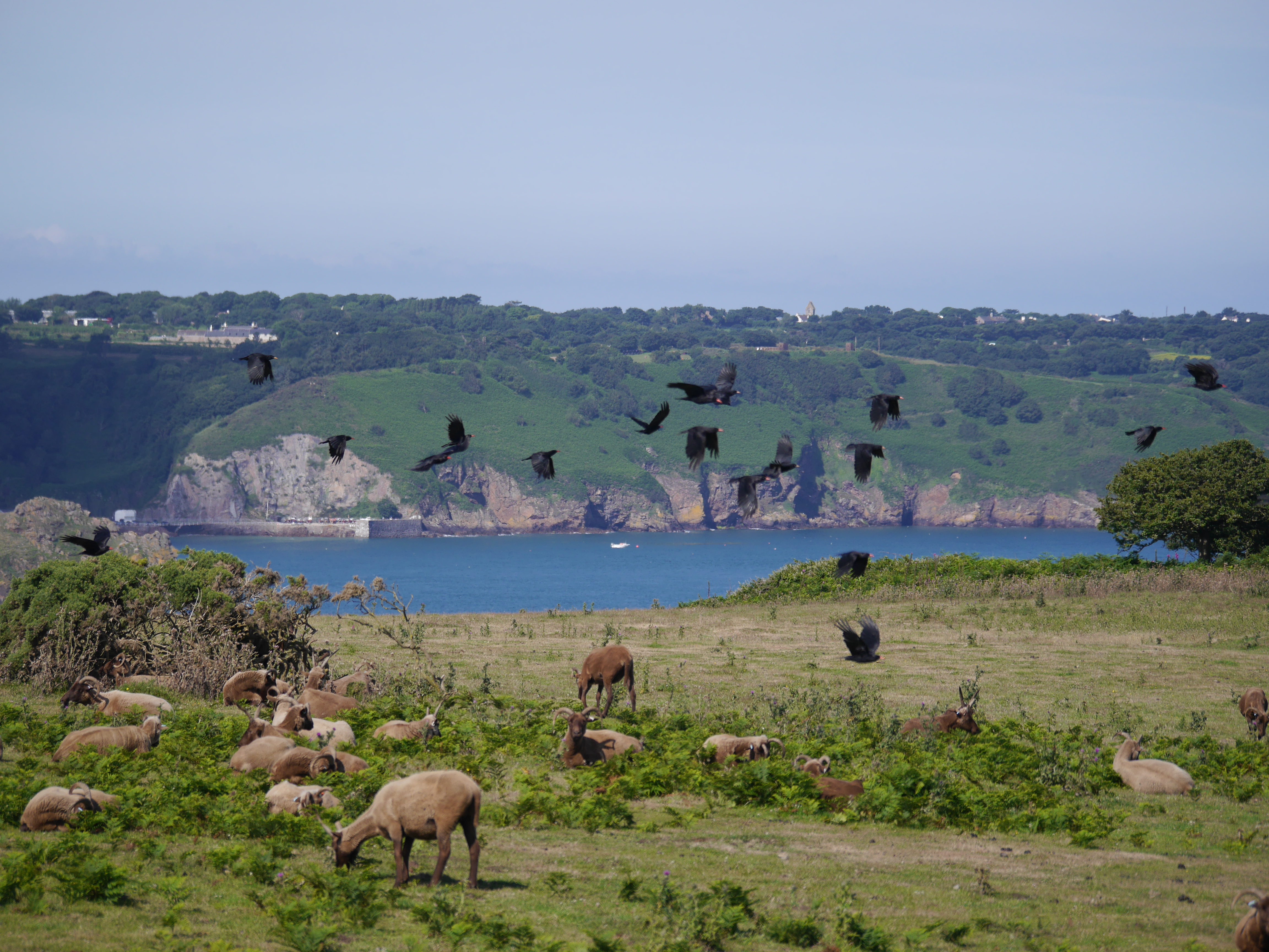 Flying Choughs With Sheep